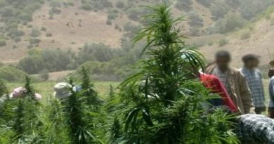 القنب الهندي