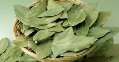 فوائد ورق الغار