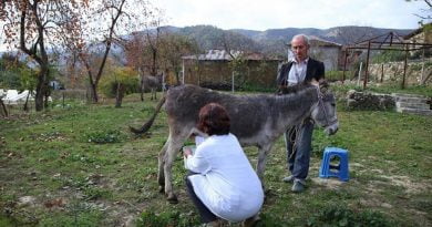 أنثى الحمار