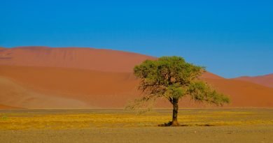 نباتات صحراوية